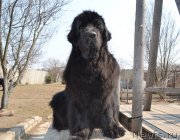 Превью фото № 151382