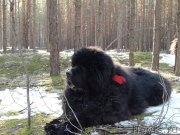 Превью фото № 151456