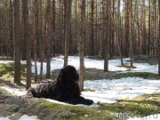 Превью фото № 151457