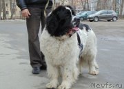 Превью фото № 151551