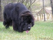 Превью фото № 151586