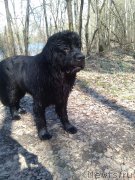 Превью фото № 151599