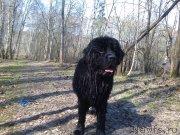 Превью фото № 151600