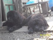 Превью фото № 151606