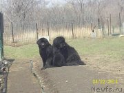 Превью фото № 151608