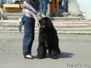 Превью фото № 151684