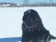 Превью фото № 151753