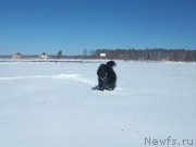 Превью фото № 151754