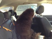 Превью фото № 151793