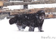 Превью фото № 151818