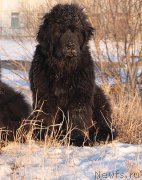 Превью фото № 151833