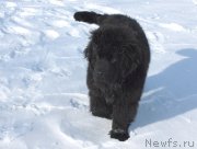 Превью фото № 151904