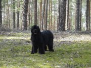 Превью фото № 151956