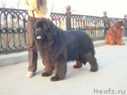 Превью фото № 152002