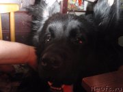 Превью фото № 152092