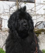 Превью фото № 152106