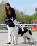 Превью фото № 152169