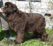 Превью фото № 152205