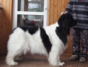 Превью фото № 152206