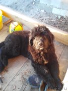 Превью фото № 152229