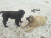 Превью фото № 152294