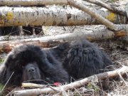 Превью фото № 152315