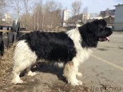 Превью фото № 152319