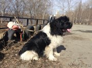 Превью фото № 152328