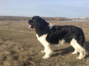 Превью фото № 152334