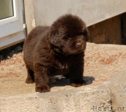 Превью фото № 152342