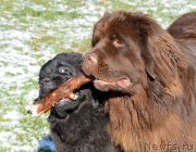 Превью фото № 152386