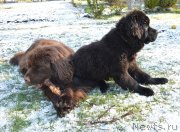 Превью фото № 152389