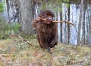 Превью фото № 152390