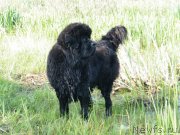 Превью фото № 152432