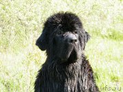 Превью фото № 152435