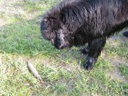 Превью фото № 152438