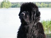 Превью фото № 152442