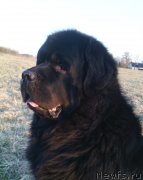 Превью фото № 152446