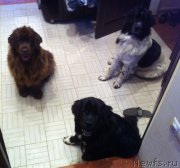 Превью фото № 152462