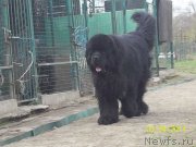 Превью фото № 152494