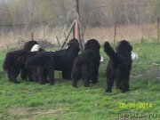 Превью фото № 152496