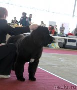 Превью фото № 152532