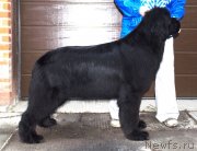 Превью фото № 152612