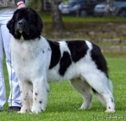 Превью фото № 152641