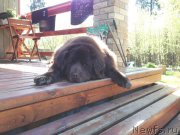 Превью фото № 152677