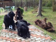 Превью фото № 152679