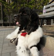 Превью фото № 152682