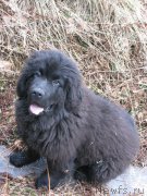 Превью фото № 152719