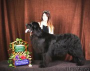 Превью фото № 152729