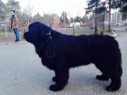 Превью фото № 152842